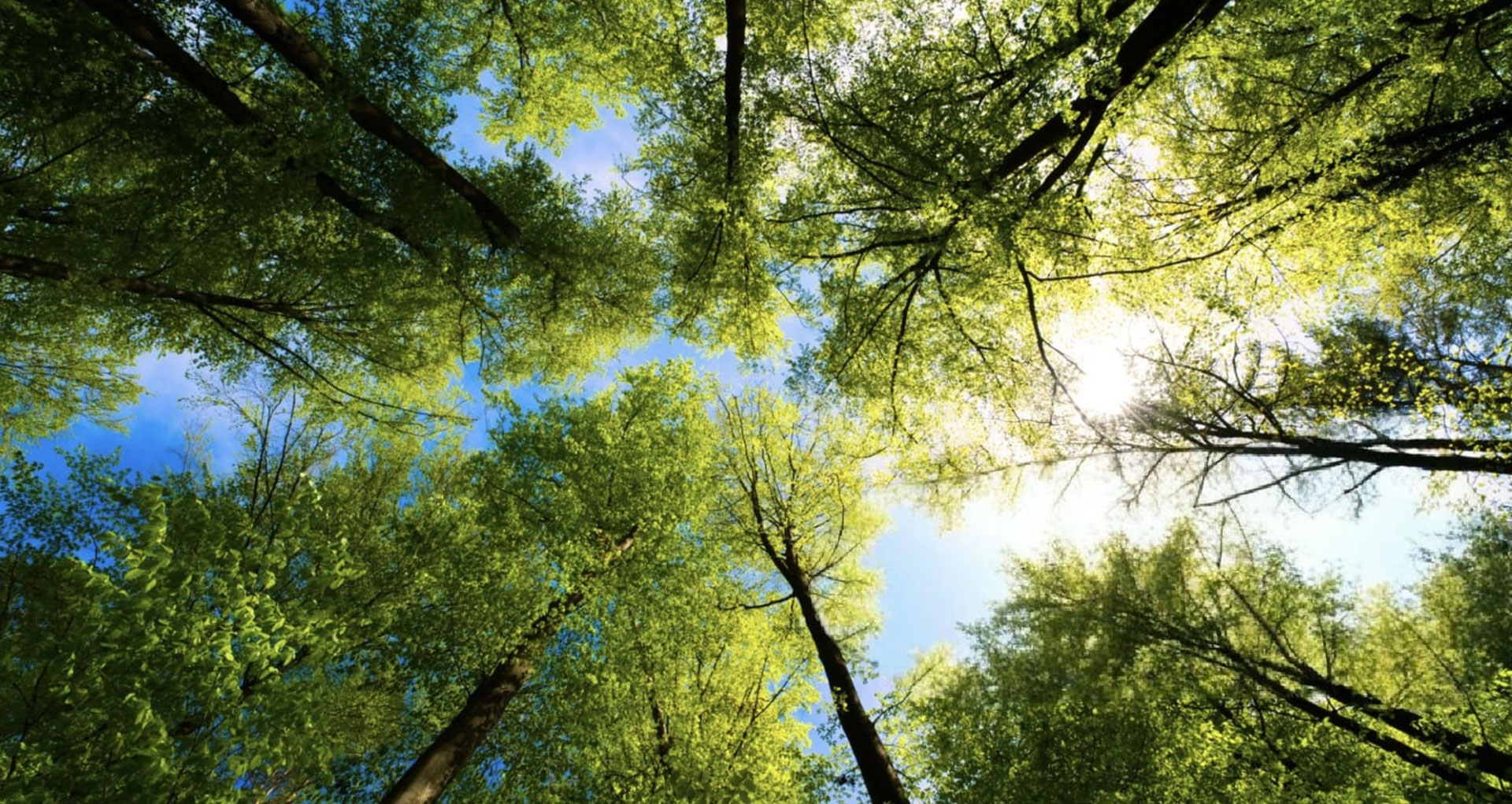 Refakatci Hasta Bakıcısı